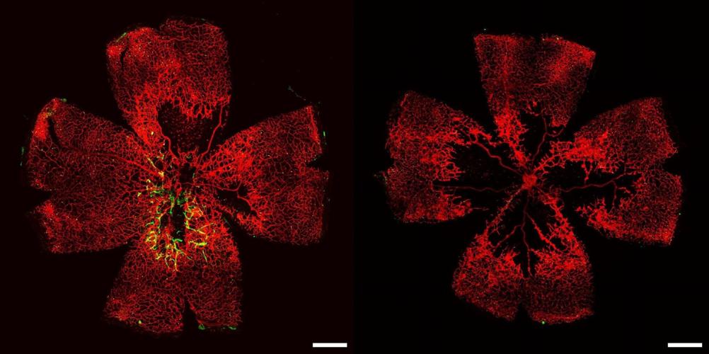 Blind people offered fresh hope of seeing again after lab breakthrough