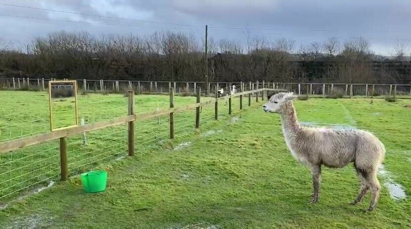 Videos show alpaca looking in mirror ‘for company’ – to help him with loneliness