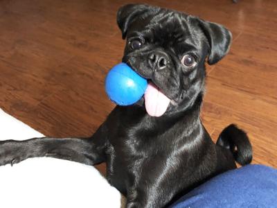 Elaine Brooks of Cedar Hill says her pug, Lucky, makes a great companion.