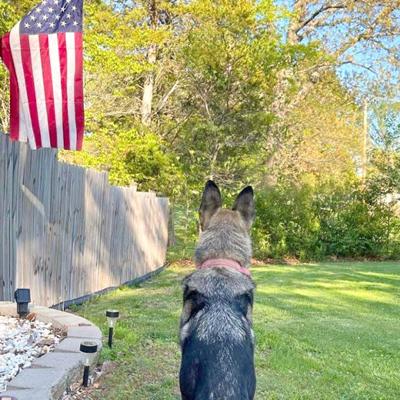 Pet Spot: Zora called part genius, part lovable idiot