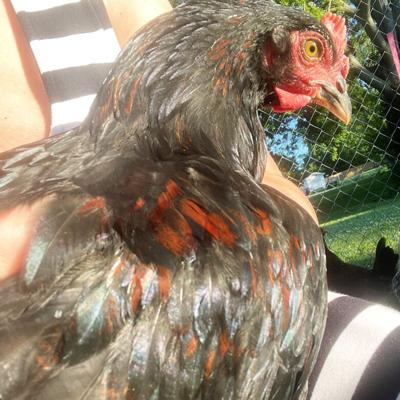 Taylor Menteer sent in this photo of her family's chicken, Dolly.