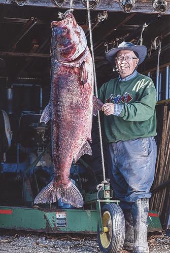 98-pound bighead carp caught along Mississippi River