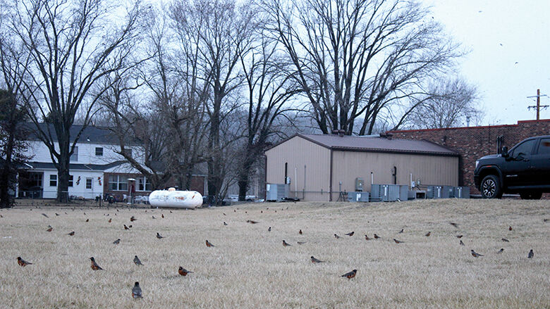 Thousands of robins choose Radeackar’s Market in Cedar Hill as their home 2
