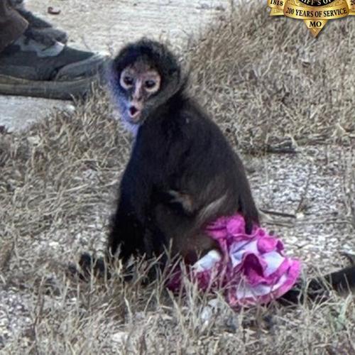 Meia, who escaped from an Otto area home, was safely returned to her caretaker.