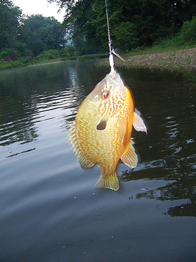 sunfish