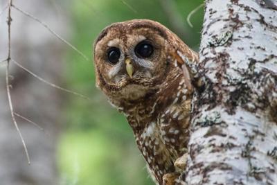 Northern spotted owls living in old growth forests in the Pacific Northwest were listed as threatened species because of habitat loss.