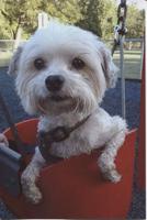Pet spot: Mellow Boo Boo not fond of swing