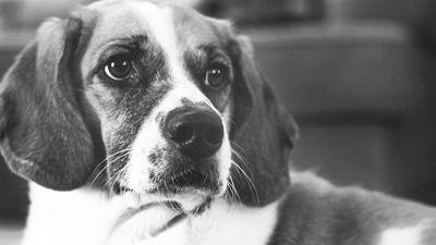 Meghan Sebaugh of High Ridge says her dog, Bowser, is a playful boy.