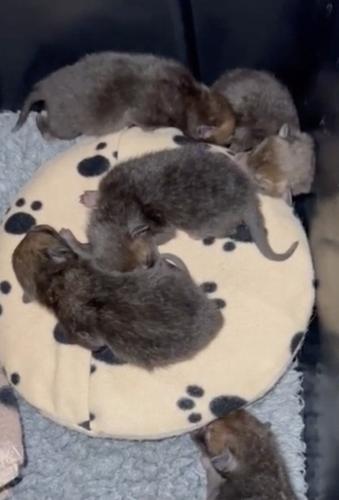 Adorable fox cubs reunited with mum after falling out of electric car’s engine