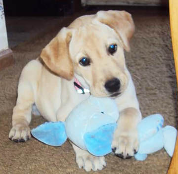 Dot Ware of Arnold loves her 'furry granddaughter,' Roxy