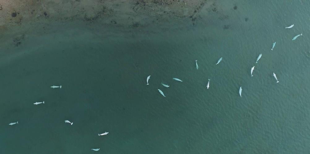 Beluga whales indulge in wife swapping to enhance long term survival chances