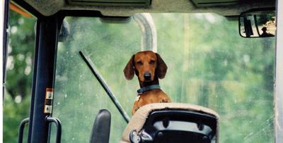 Pet Spot: Mighty Mouse was a free spirit