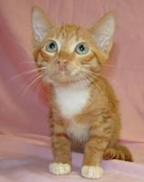 PET SPOT: Rudy the cat a little shy, but very sweet