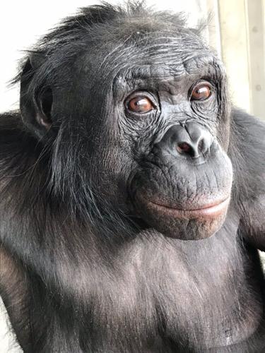 Apes share the human ability to imagine, suggests new research