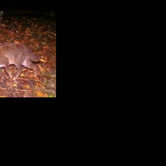 Elusive wild cat feared extinct rediscovered in Thailand