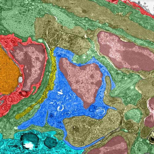 Pigeons navigate by using magnetic sensors in their livers, suggests study