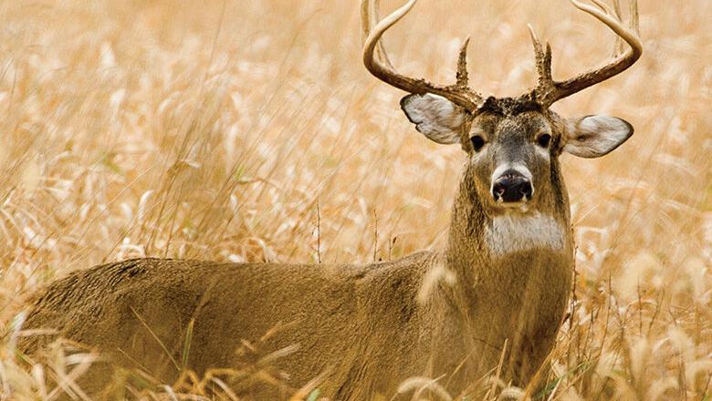 deer photo