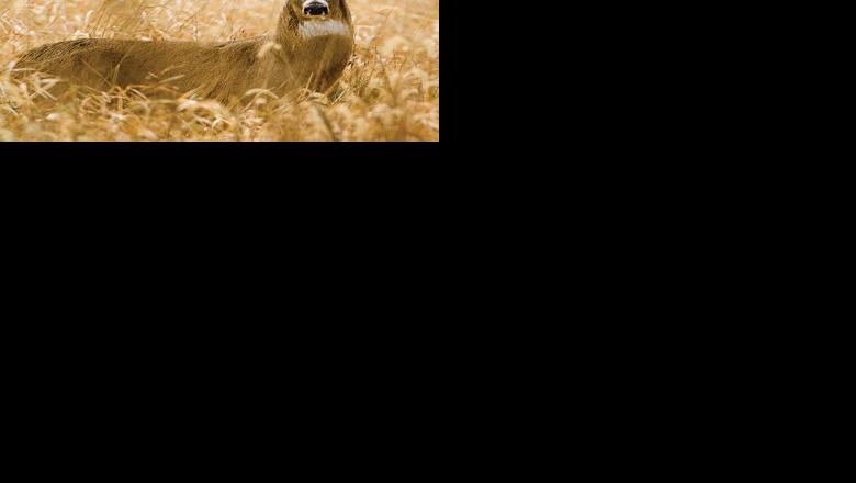 deer photo