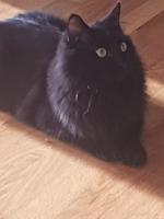 Picture Your Pet photo contest - Part 1