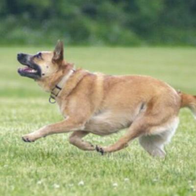 Pet Spot: Jersey an athletic Australian sheep dog