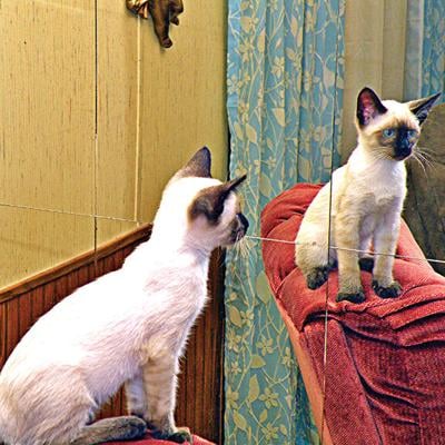 Cheyenne the cat fascinated by mirror