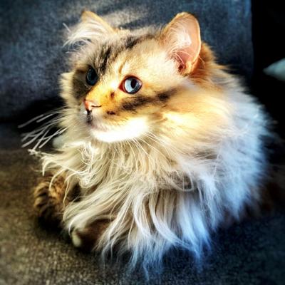 Sherry Lambing of Imperial sent in this photo of her ragdoll cat, Milly.