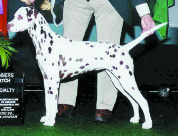 Another missing dalmatian