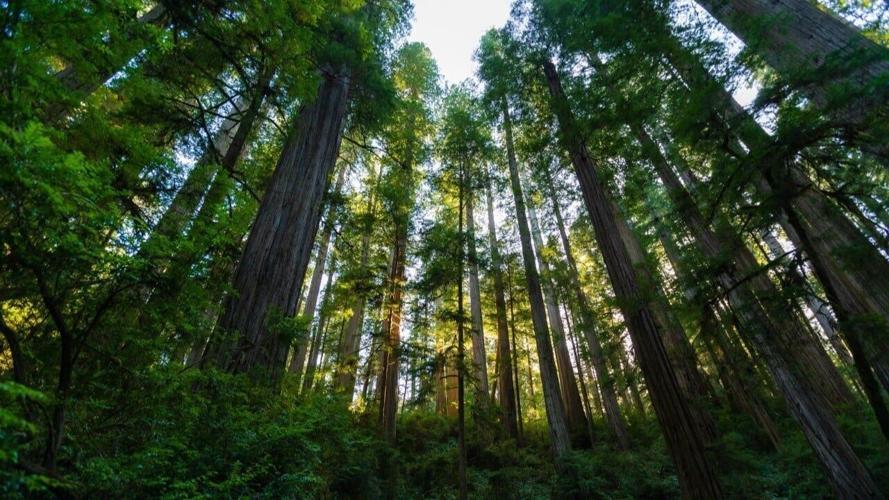 redwood national park 6S7A5044 (Custom)