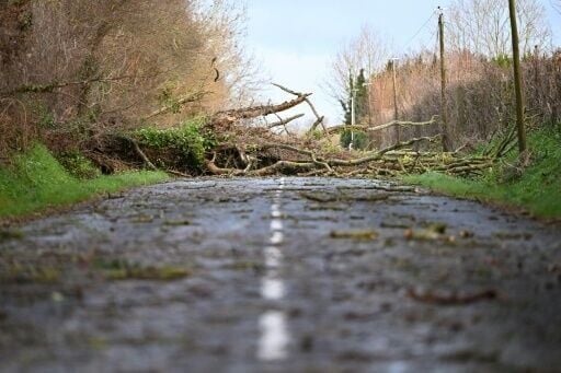 High winds felled trees in several regions in northern France
