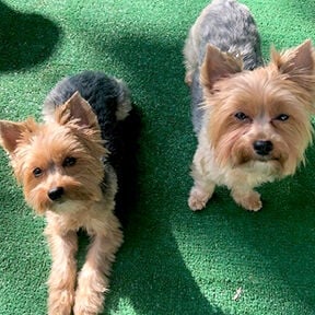 Pet Spot: Bella, Ella are little yappers, friendly to all