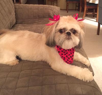 Pet Spot: Tiny Tim is a good companion