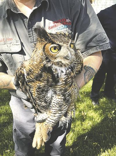 rock fire rescues owl