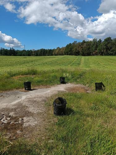 Bees losing their way due to chemical used in insect repellents, reveals study