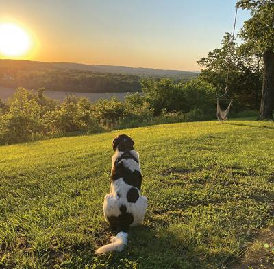 Pet Spot: Daisy takes in the sunset