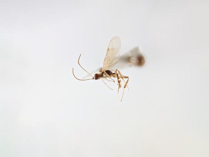 waspzatten_featured