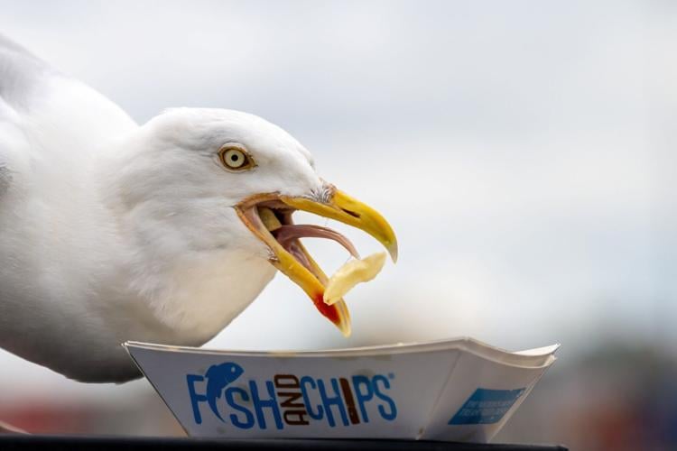 Shouting at seagulls makes them more likely to leave your food alone research shows