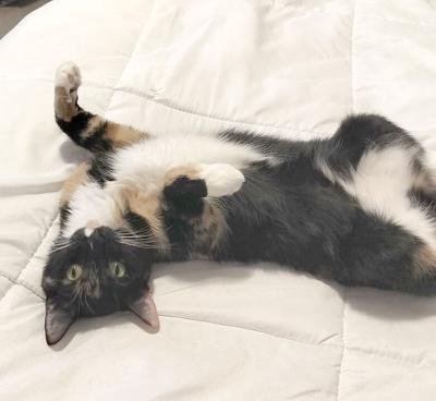 Pet Spot: Janet the cat survived feline infection peritonitis