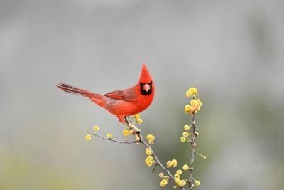 A beautiful red cardinal at a rural ranch in Texas