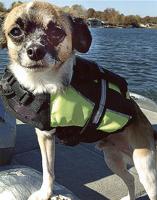 Pet spot: Franklin, a three-legged rescue dog, loves boat rides