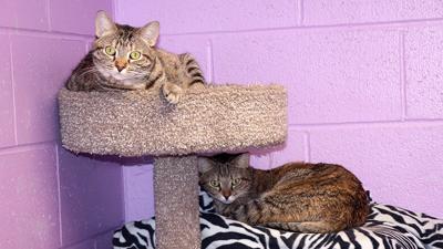 Tabby cats at Open Door Animal Sanctuary.
