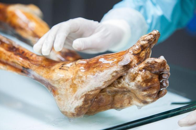 Microbial contents of 5,300-year-old Ötzi the Iceman’s body revealed