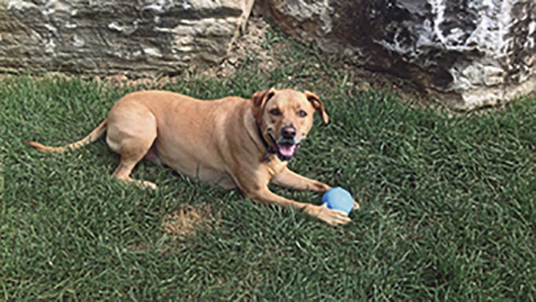 Pet spot: Want to make Brady happy? Toss him a ball