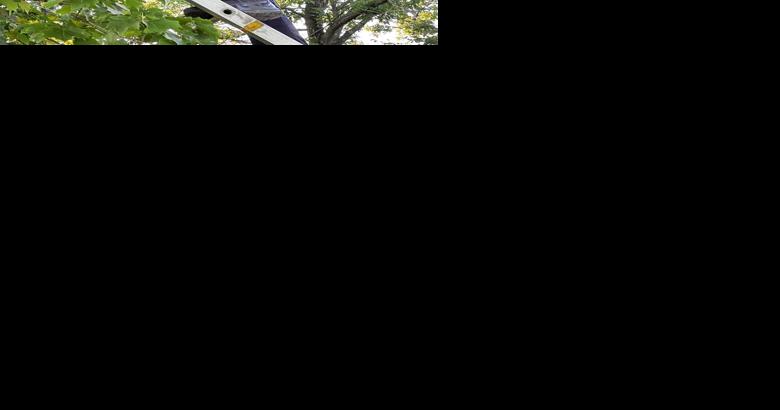 Rock firefighter rescues cat from tree - Vimarsana News