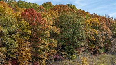 This foliage is seen from Hwy. 21 in Hillsboro.