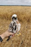 UKs rarest breeding bird raises chicks at secret location for second year running