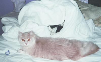 Donna Walker of De Soto says her cats like to snuggles under covers