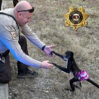 Jefferson County Sheriff’s Office deputies nab monkey