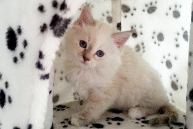 Missing cat found 200 miles away after 10 years but owner told he can’t have her