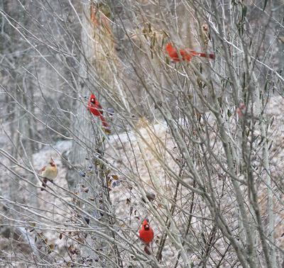 cardinals