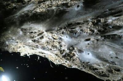 The web was discovered in a cave on the border of Greece and Albania